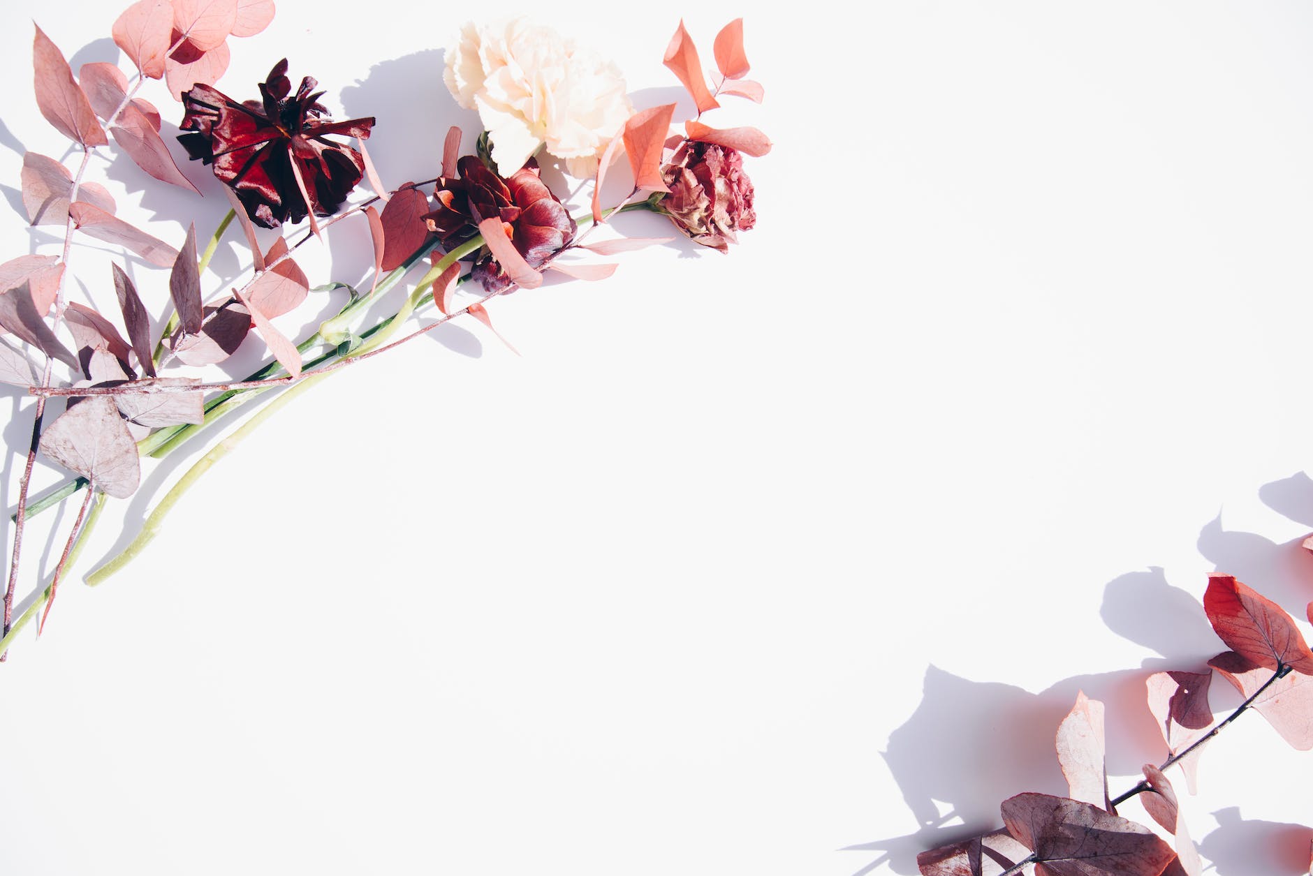 pink and white flowers on white wall